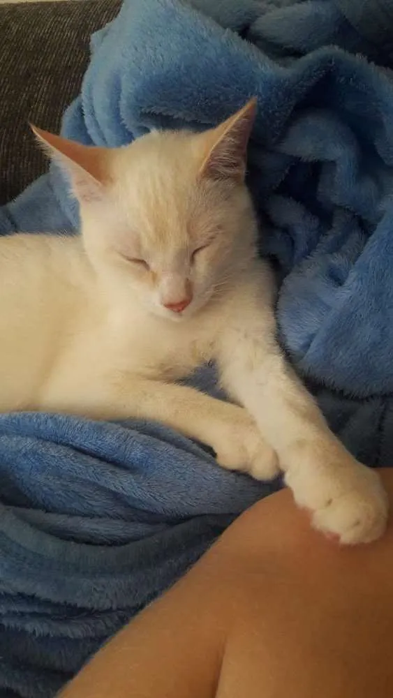 Gato ra a SRD idade 2 a 6 meses nome White