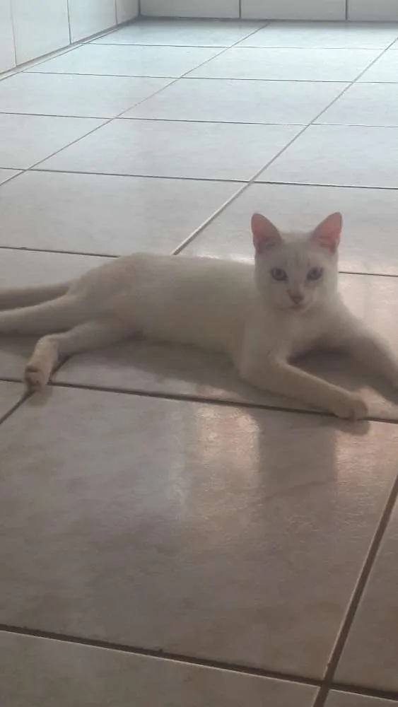 Gato ra a SRD idade 2 a 6 meses nome White