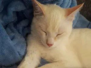 Gato raça SRD idade 2 a 6 meses nome White