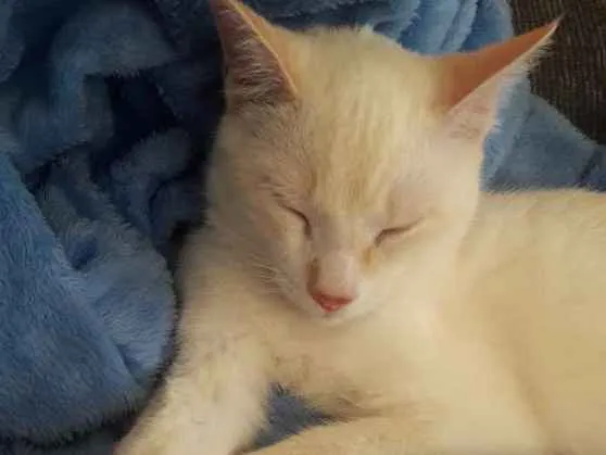 Gato ra a SRD idade 2 a 6 meses nome White
