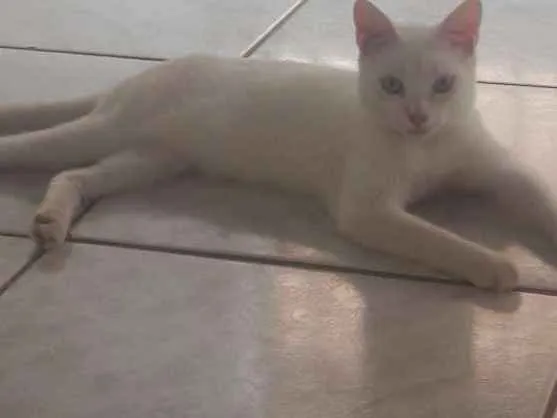 Gato ra a SRD idade 2 a 6 meses nome White