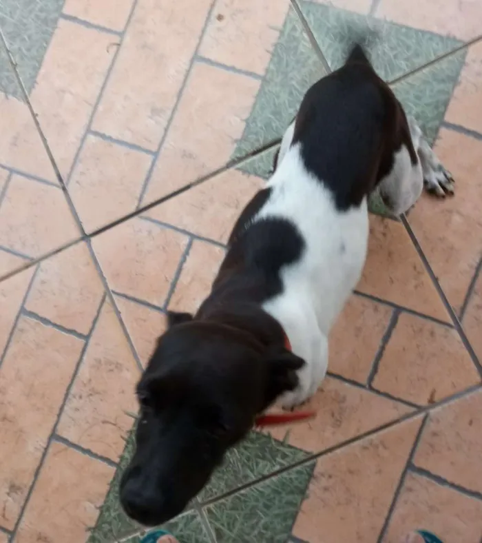Cachorro raça Fox paulistinha  idade 3 anos nome Nina 