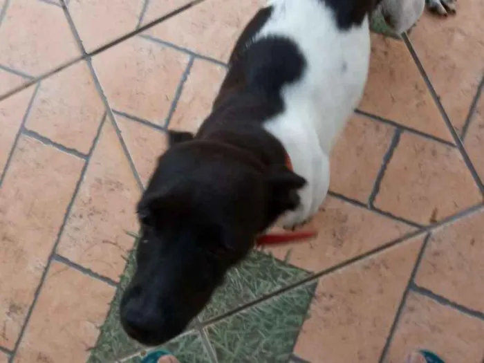 Cachorro raça Fox paulistinha  idade 3 anos nome Nina 