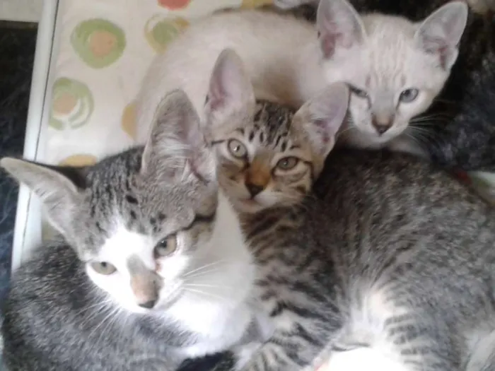 Gato ra a Sem raça  idade 2 a 6 meses nome Não tem nome