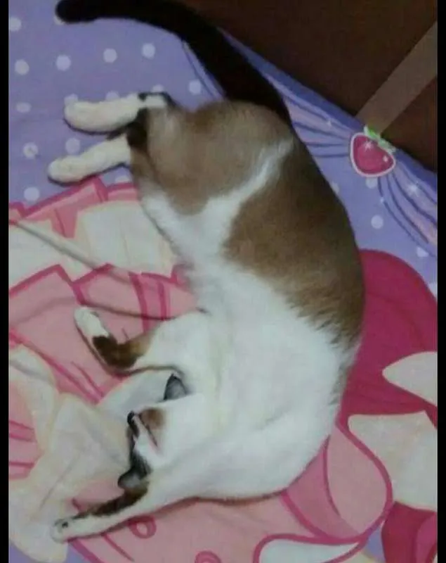 Gato raça Siamês idade 4 anos nome Félix