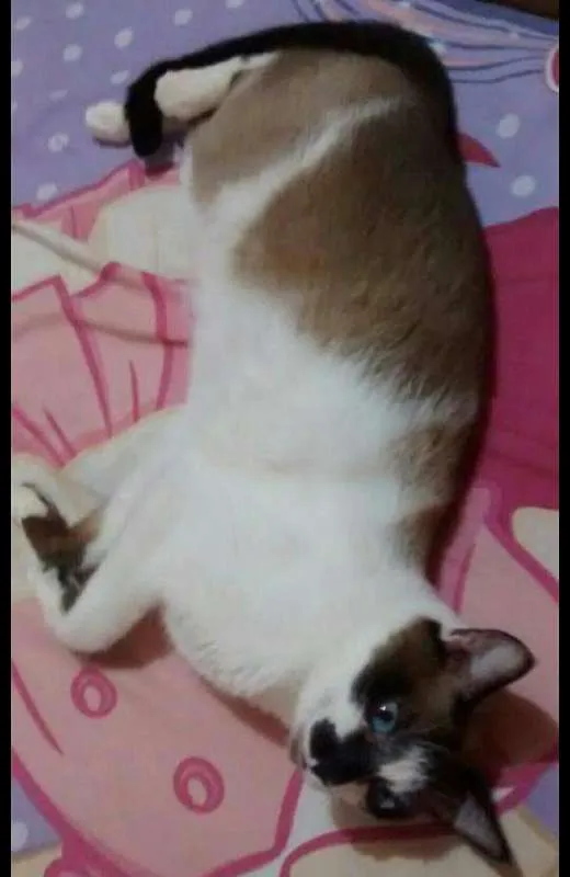 Gato raça Siamês idade 4 anos nome Félix