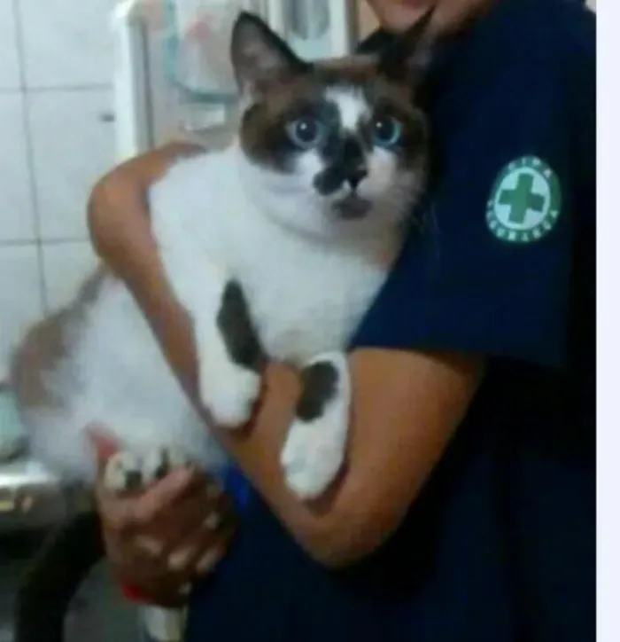 Gato raça Siamês idade 4 anos nome Félix