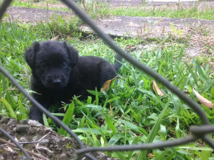 Cachorro ra a SRD idade 1 ano nome Pretiha e filha