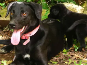 Cachorro raça SRD idade 1 ano nome Pretiha e filha