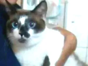 Gato raça Siamês idade 4 anos nome Félix