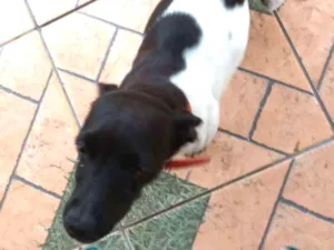Cachorro raça Fox paulistinha  idade 3 anos nome Nina 