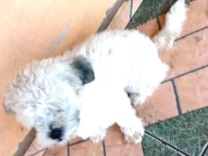 Cachorro raça Mistiço a ilhasa chipso idade 2 anos nome Bolt