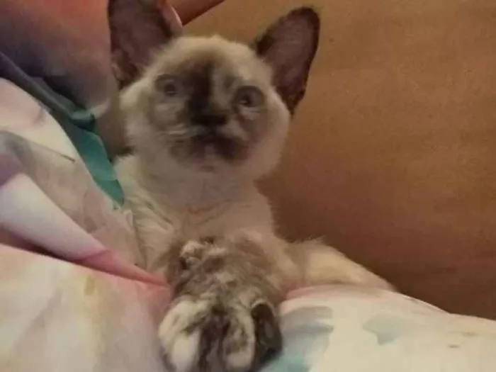 Gato ra a Vira Lata idade Abaixo de 2 meses nome Docinho