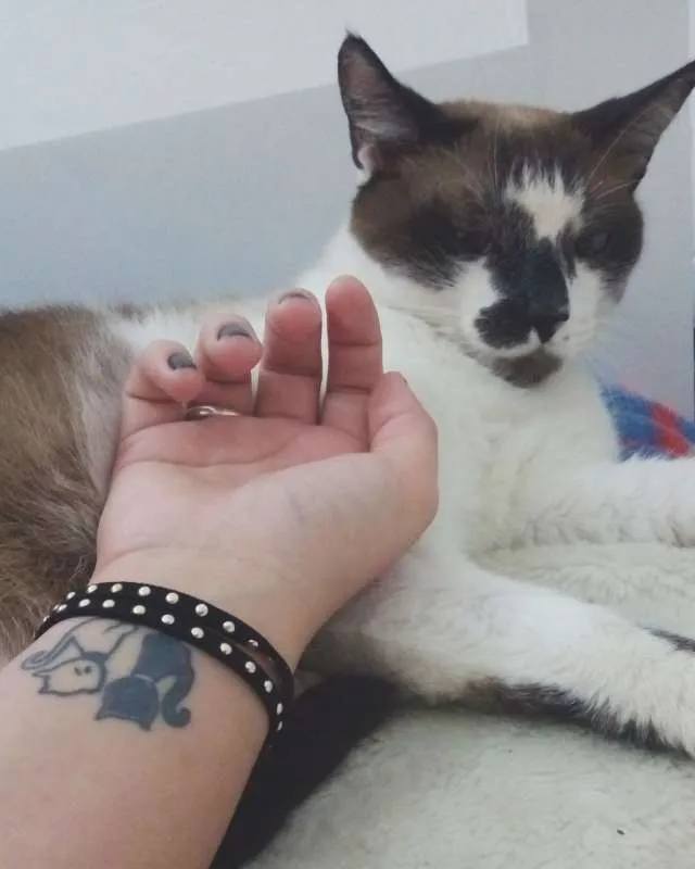 Gato raça Siamês idade 4 anos nome Félix