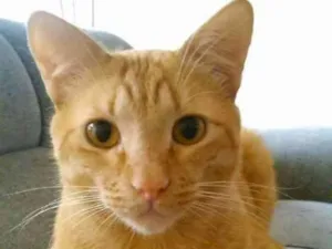 Gato raça SRD idade 3 anos nome FLYN