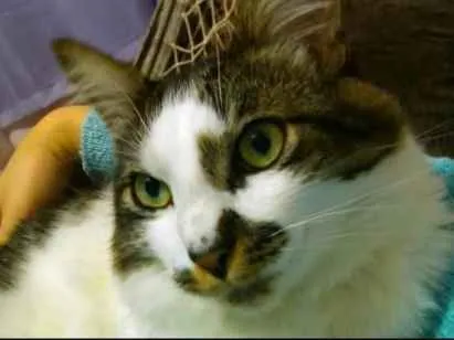 Gato ra a SRD idade 3 anos nome LINEU