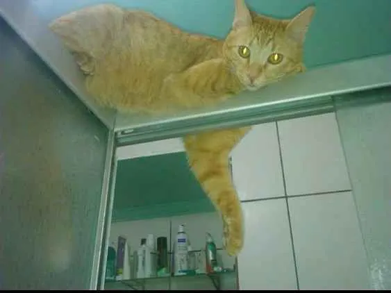 Gato ra a SRD idade 3 anos nome FLYN