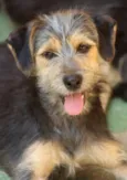 Baby Filhote Pequena