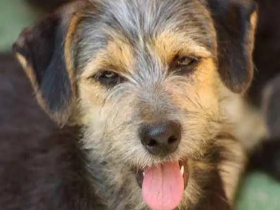 Cachorro ra a  idade 2 a 6 meses nome Baby Filhote Pequena