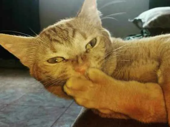Gato ra a SRD idade 3 anos nome FLYN