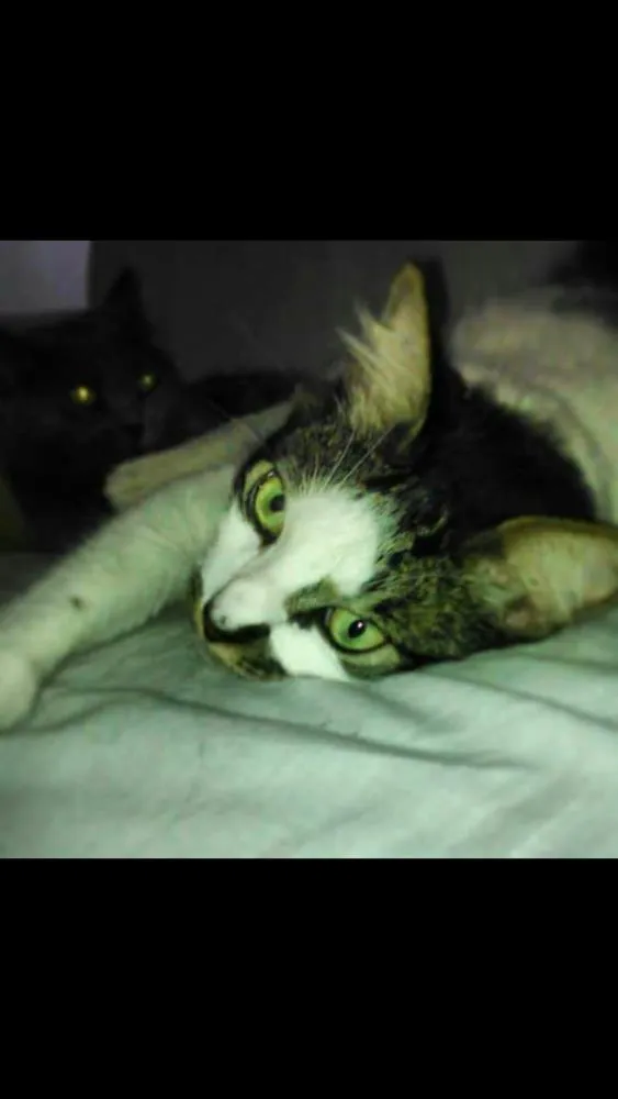 Gato ra a SRD idade 3 anos nome LINEU
