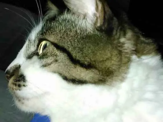 Gato ra a SRD idade 3 anos nome LINEU