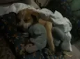 Trovão