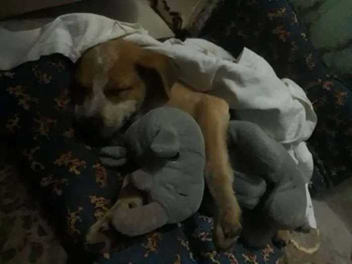 Cachorro ra a Vira lata idade 2 a 6 meses nome Trovão