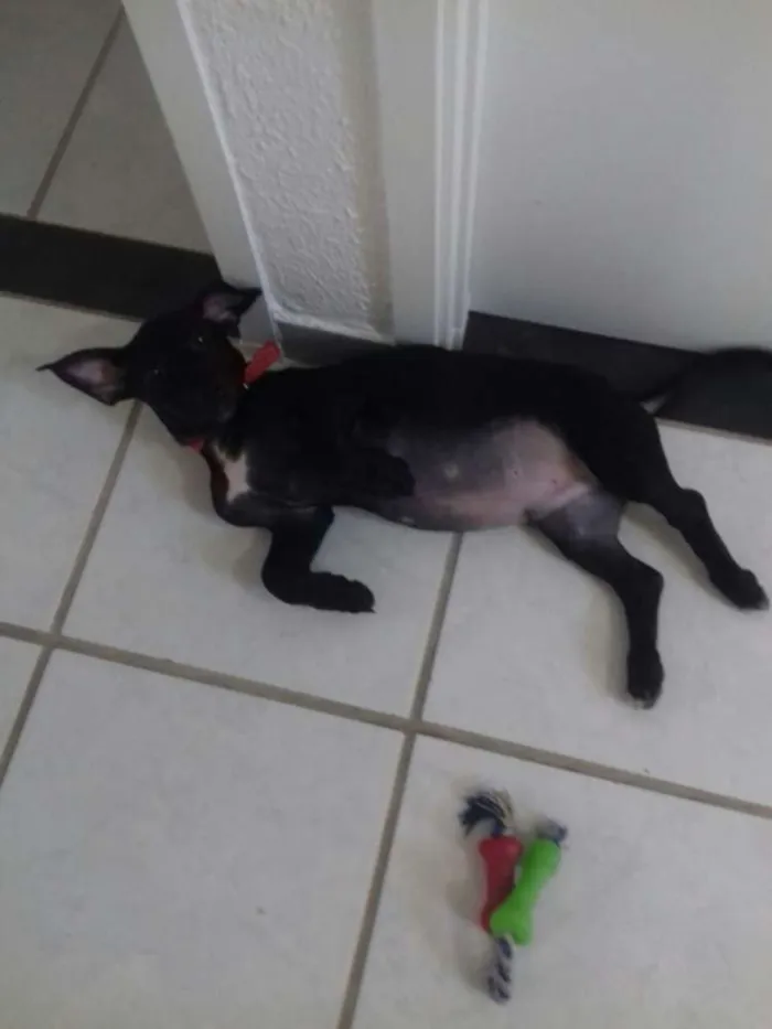 Cachorro ra a Srd idade  nome Pietro