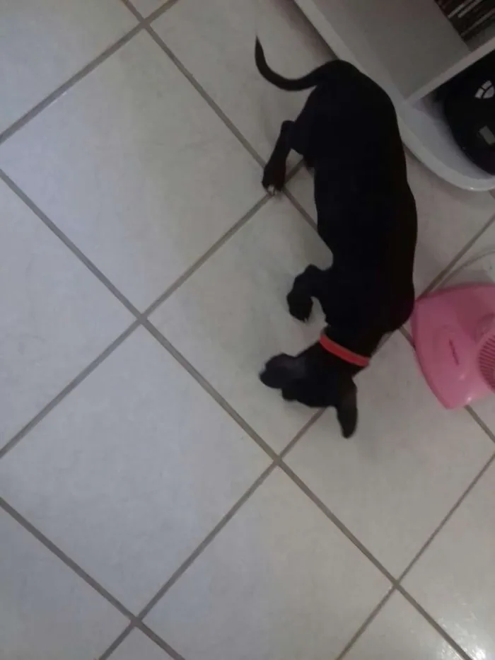 Cachorro ra a Srd idade  nome Pietro