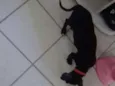 Pietro