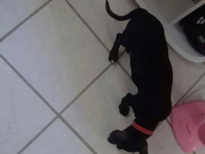 Cachorro ra a Srd idade  nome Pietro