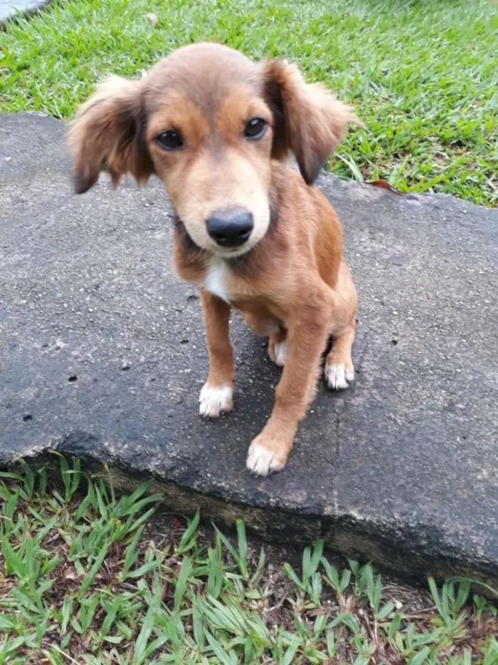 Cachorro ra a misturinha idade 2 a 6 meses nome Desconhecido