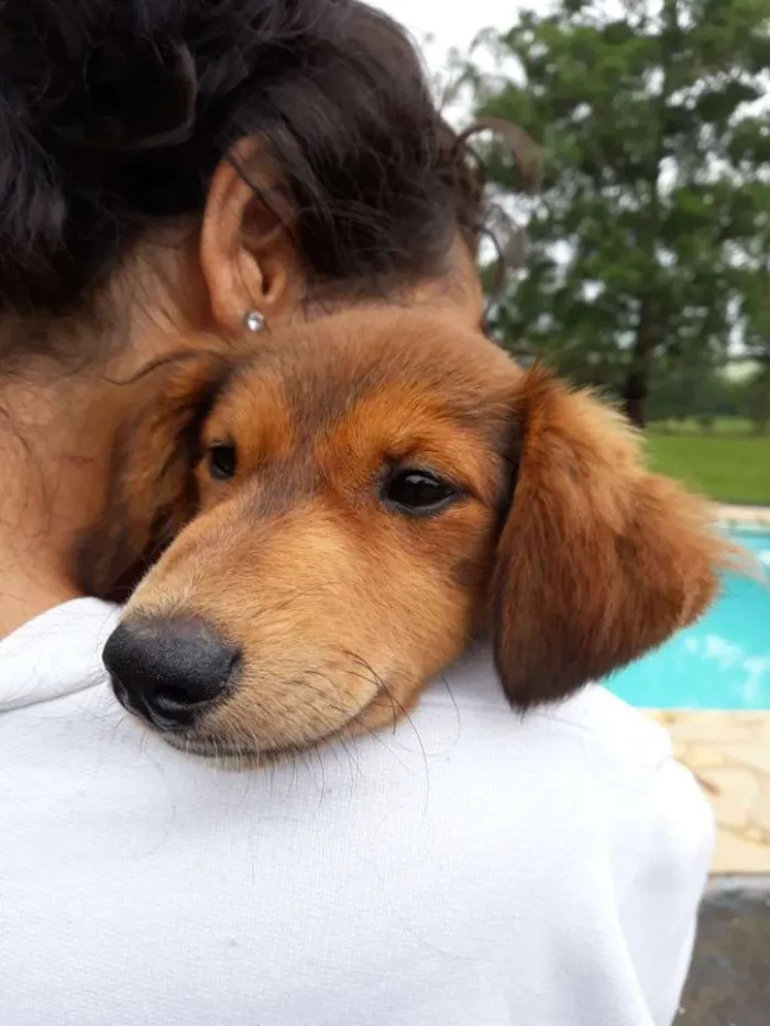 Cachorro ra a misturinha idade 2 a 6 meses nome Desconhecido