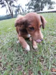 Desconhecido