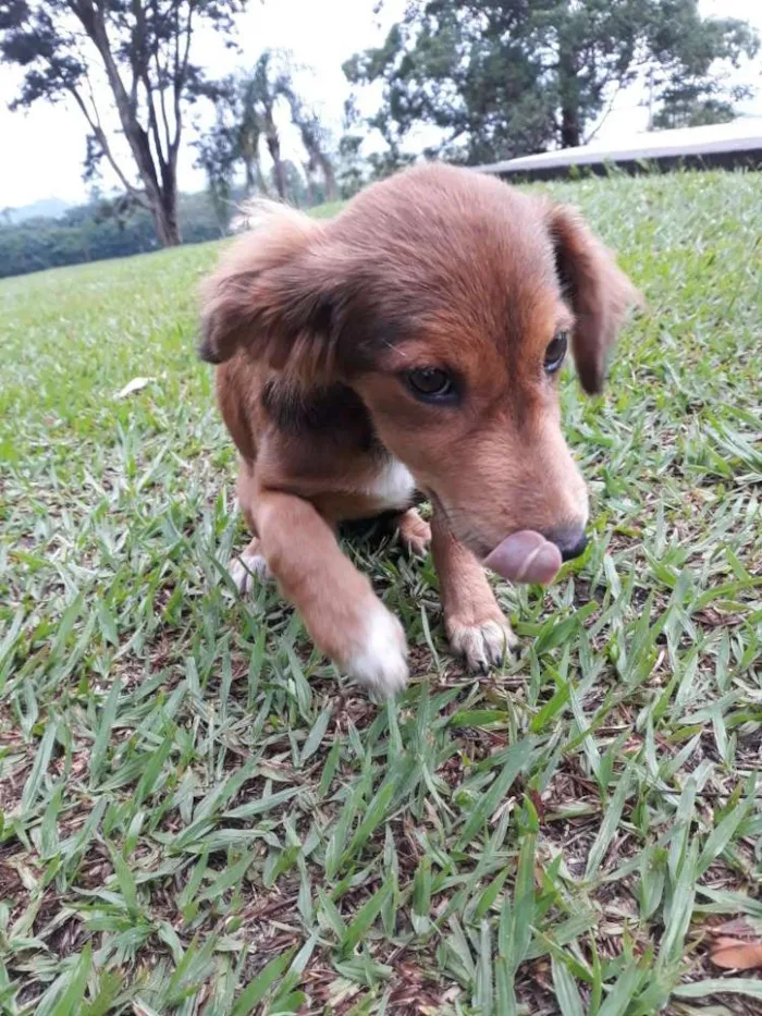 Cachorro ra a misturinha idade 2 a 6 meses nome Desconhecido