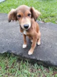 Desconhecido