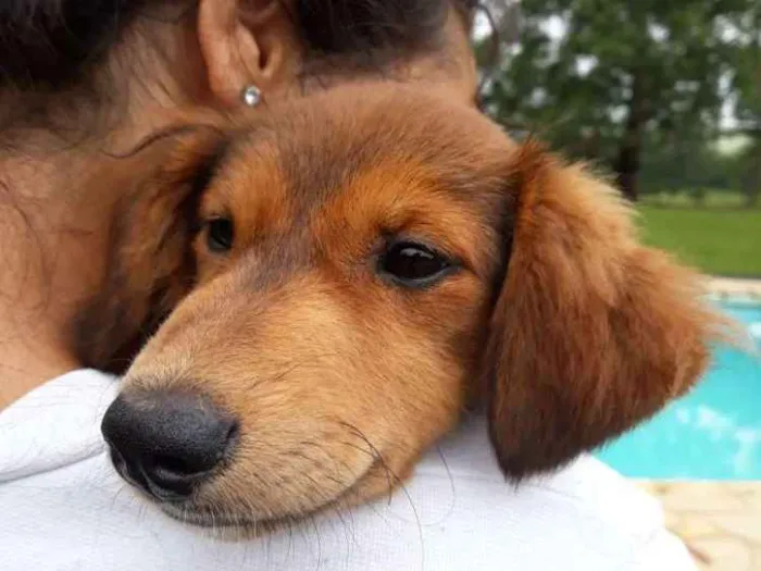 Cachorro ra a misturinha idade 2 a 6 meses nome Desconhecido