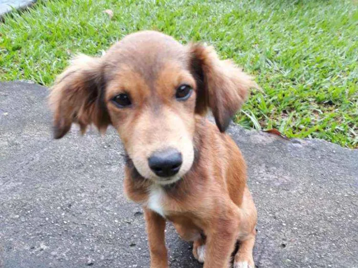 Cachorro ra a misturinha idade 2 a 6 meses nome Desconhecido