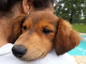 Cachorro raça misturinha idade 2 a 6 meses nome Desconhecido