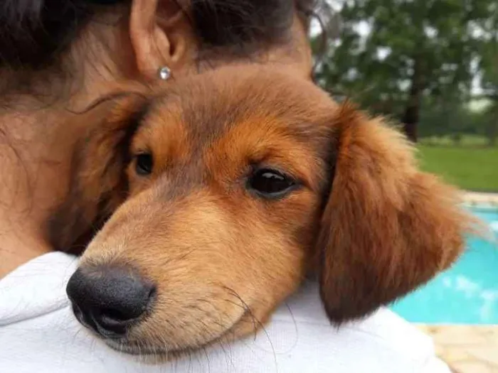 Cachorro ra a misturinha idade 2 a 6 meses nome Desconhecido