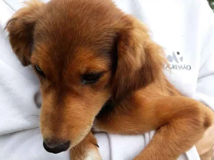 Cachorro ra a misturinha idade 2 a 6 meses nome Desconhecido