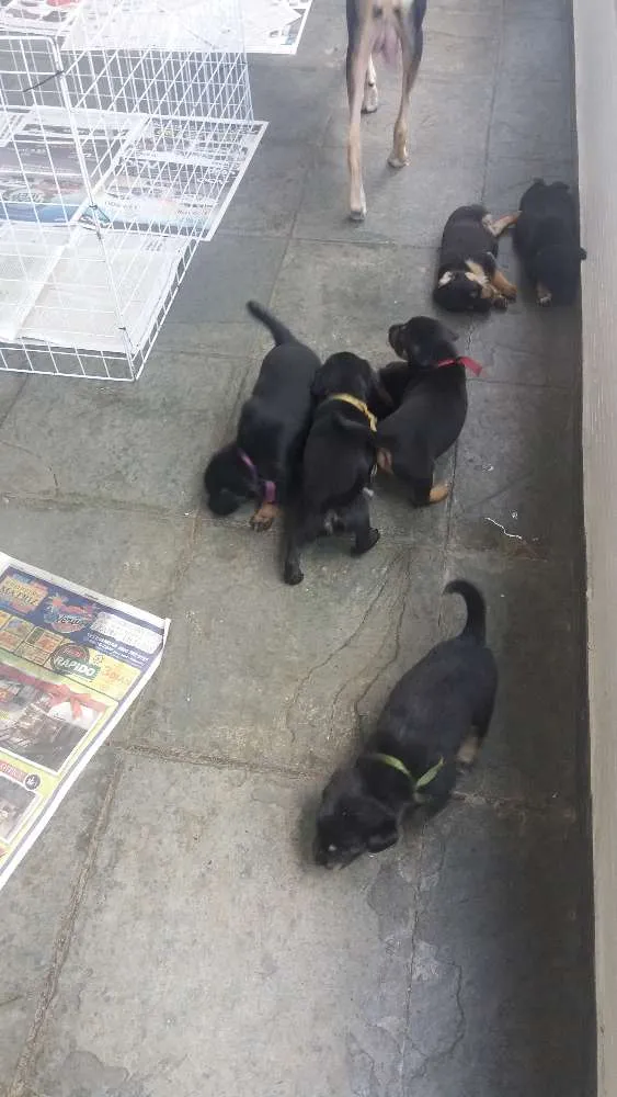 Cachorro ra a  idade Abaixo de 2 meses nome Pitti