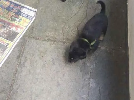 Cachorro ra a  idade Abaixo de 2 meses nome Pitti