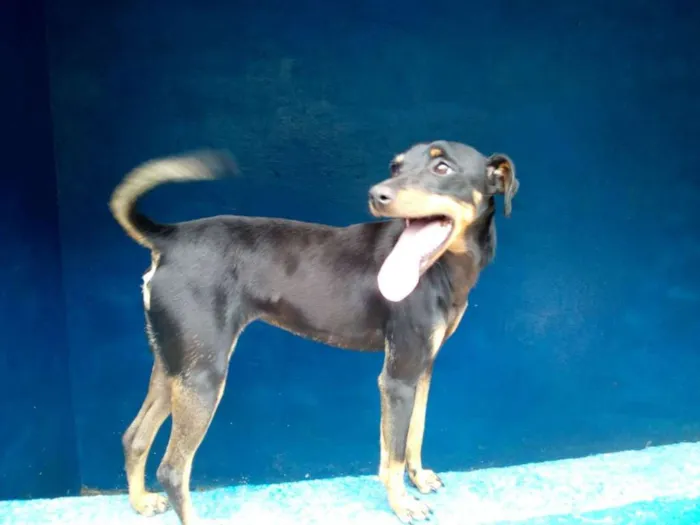 Cachorro ra a SRD idade 2 anos nome TININHA