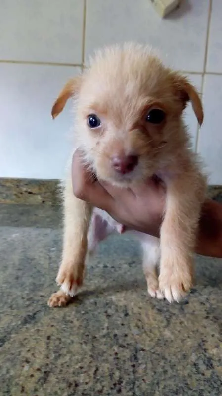 Cachorro ra a SRD idade 2 a 6 meses nome ANJINHO