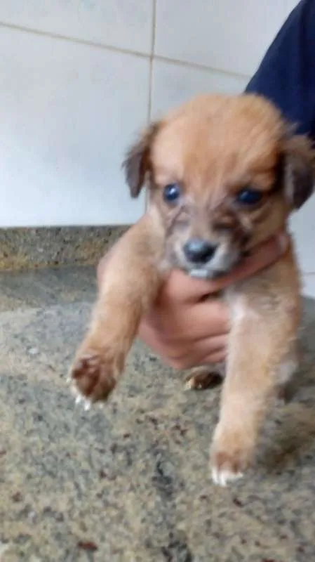 Cachorro ra a SRD idade 2 a 6 meses nome DUDUCA