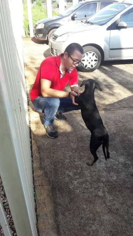 Cachorro raça ND idade 6 ou mais anos nome Becky