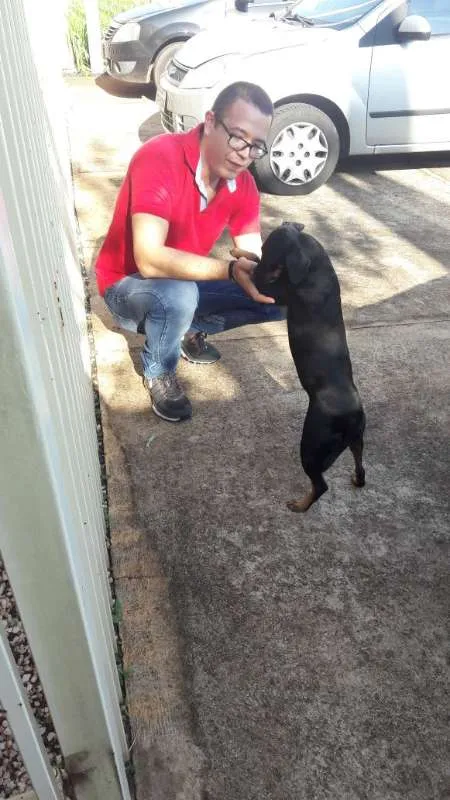 Cachorro raça ND idade 6 ou mais anos nome Becky