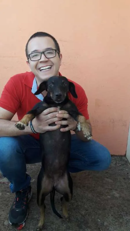 Cachorro raça ND idade 6 ou mais anos nome Becky